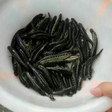 黑鱼鱼苗人工养殖