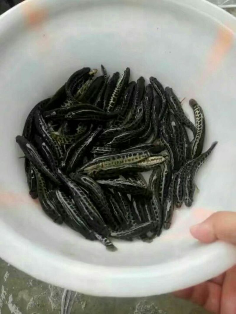 黑鱼鱼苗人工养殖