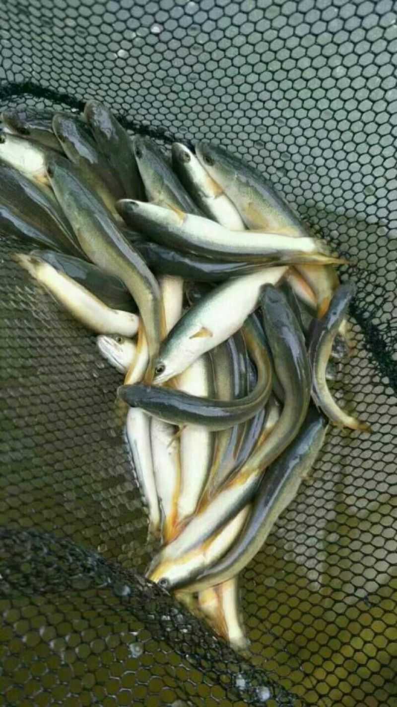 黑鱼鱼苗人工养殖