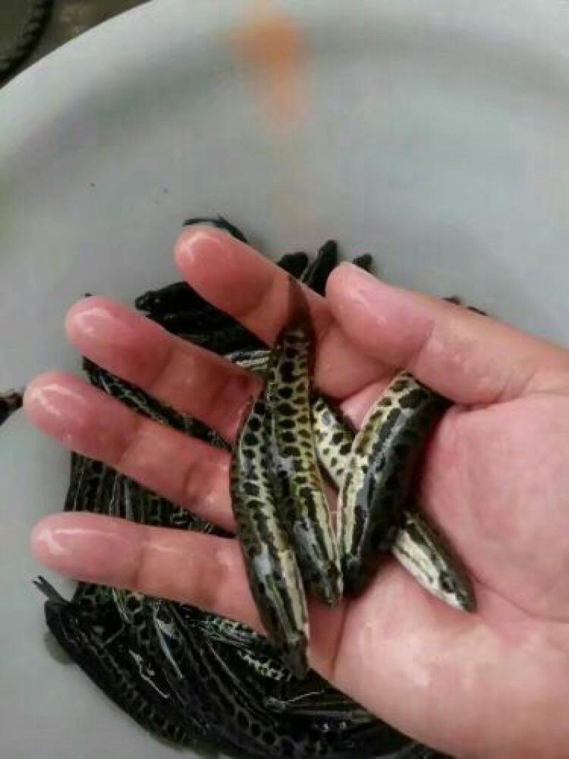 黑鱼鱼苗人工养殖