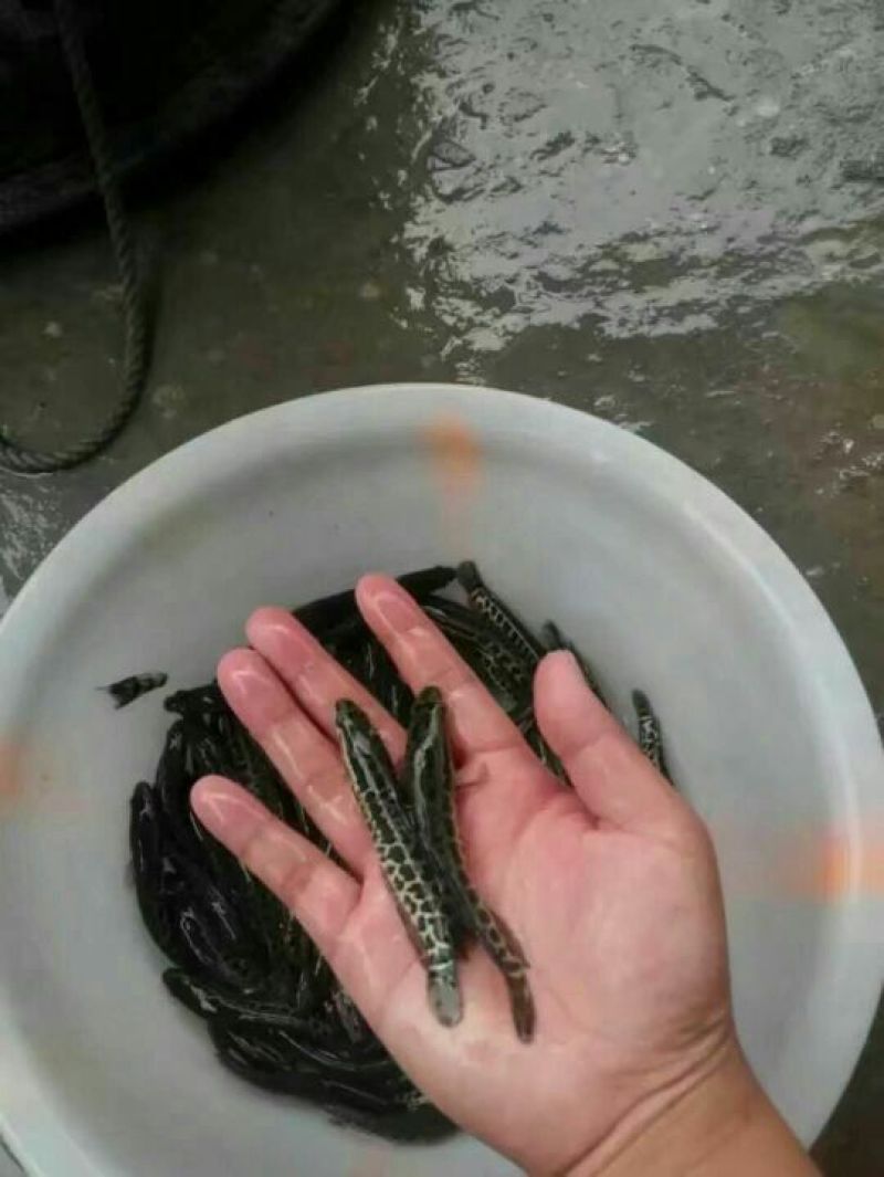 黑鱼鱼苗人工养殖