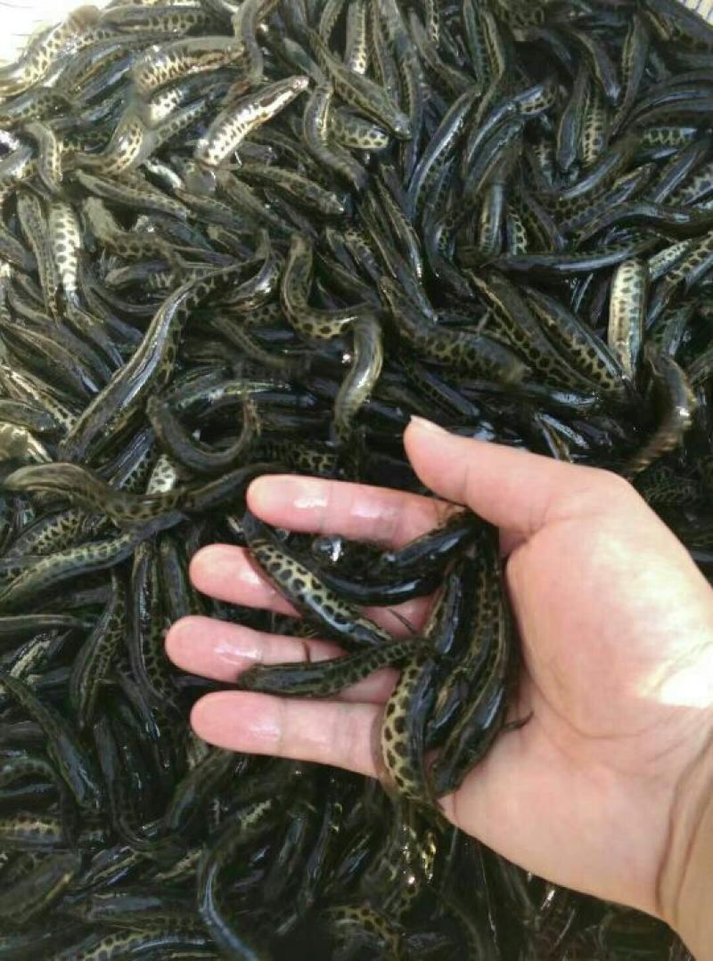 黑鱼鱼苗人工养殖