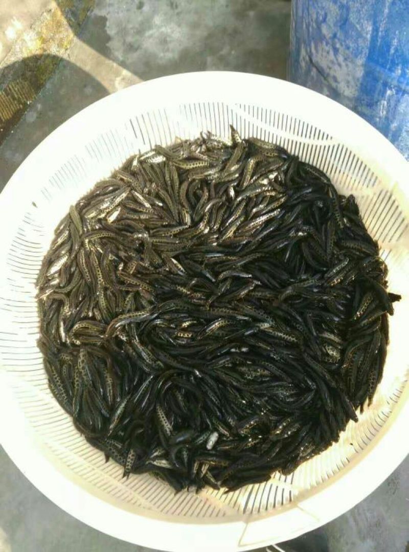 黑鱼鱼苗人工养殖