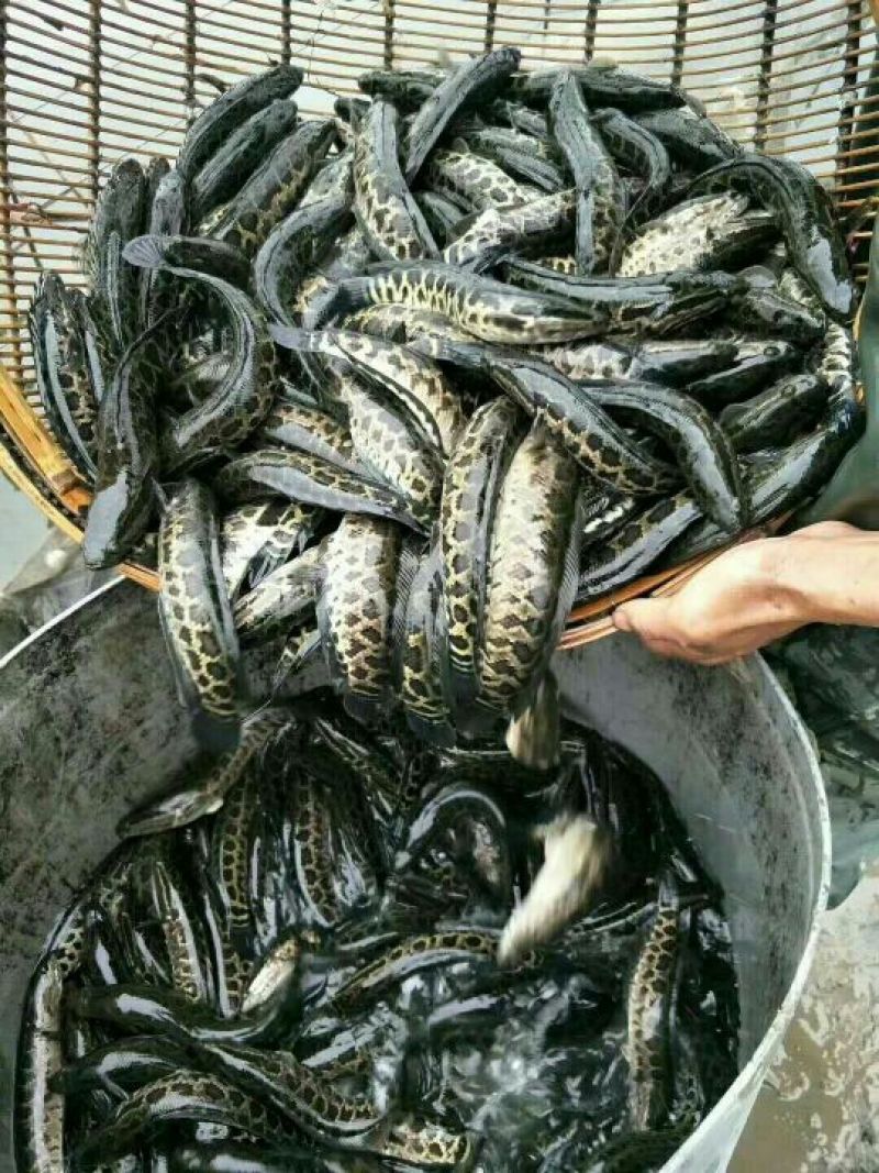 黑鱼鱼苗人工养殖