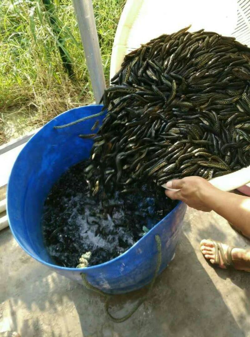 黑鱼鱼苗人工养殖