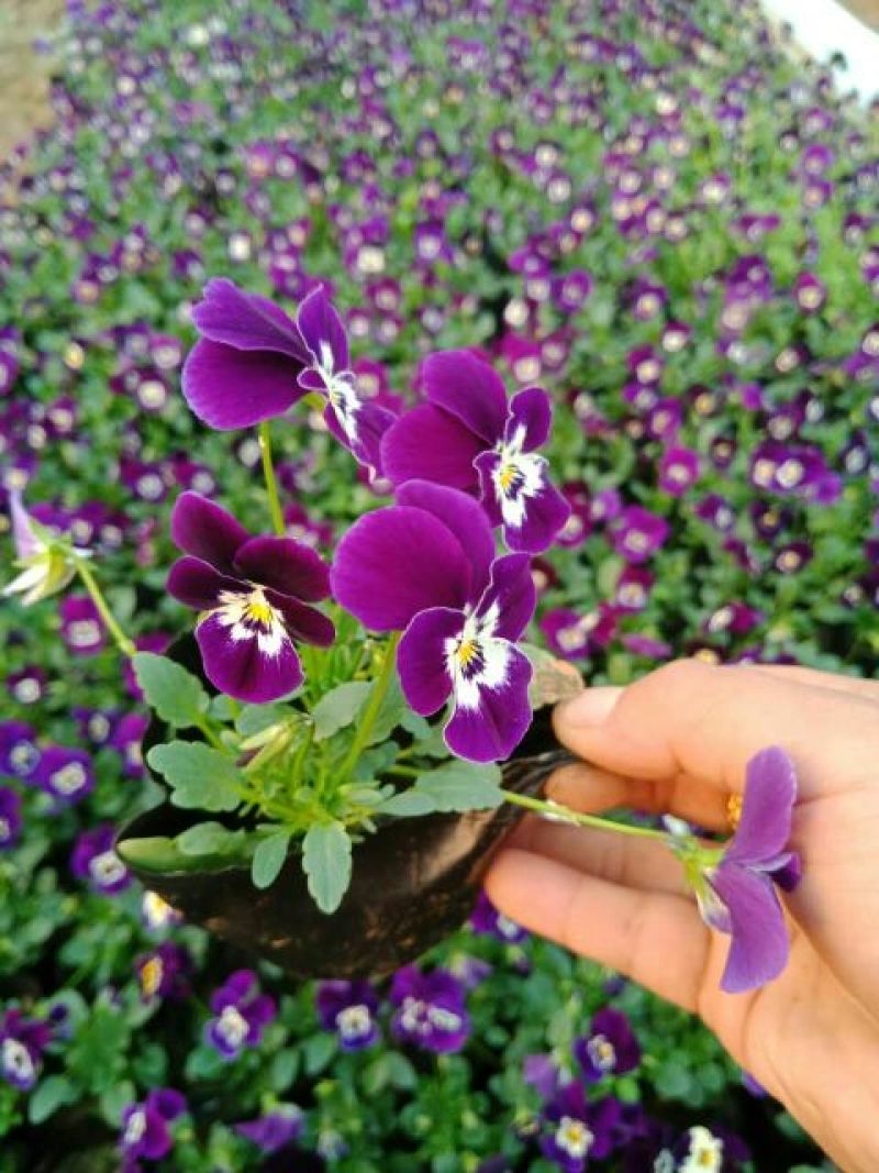 夏堇种苗品质好价格优诚信合作价格美丽欢迎来电