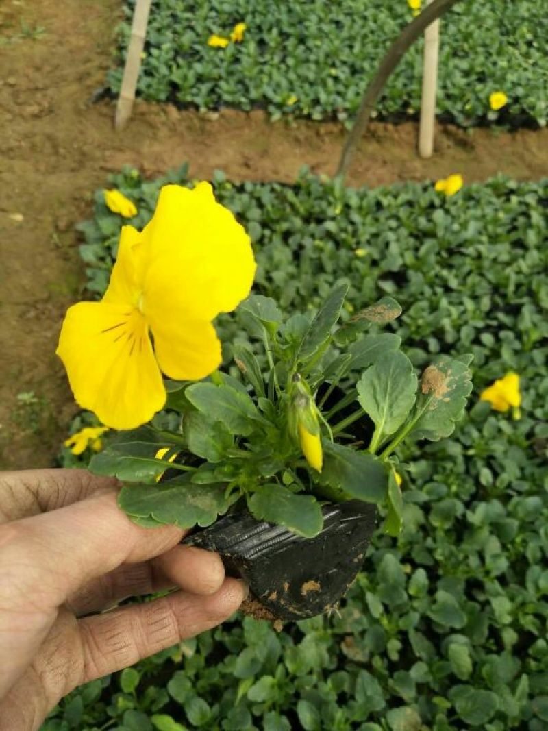 夏堇种苗品质好价格优诚信合作价格美丽欢迎来电