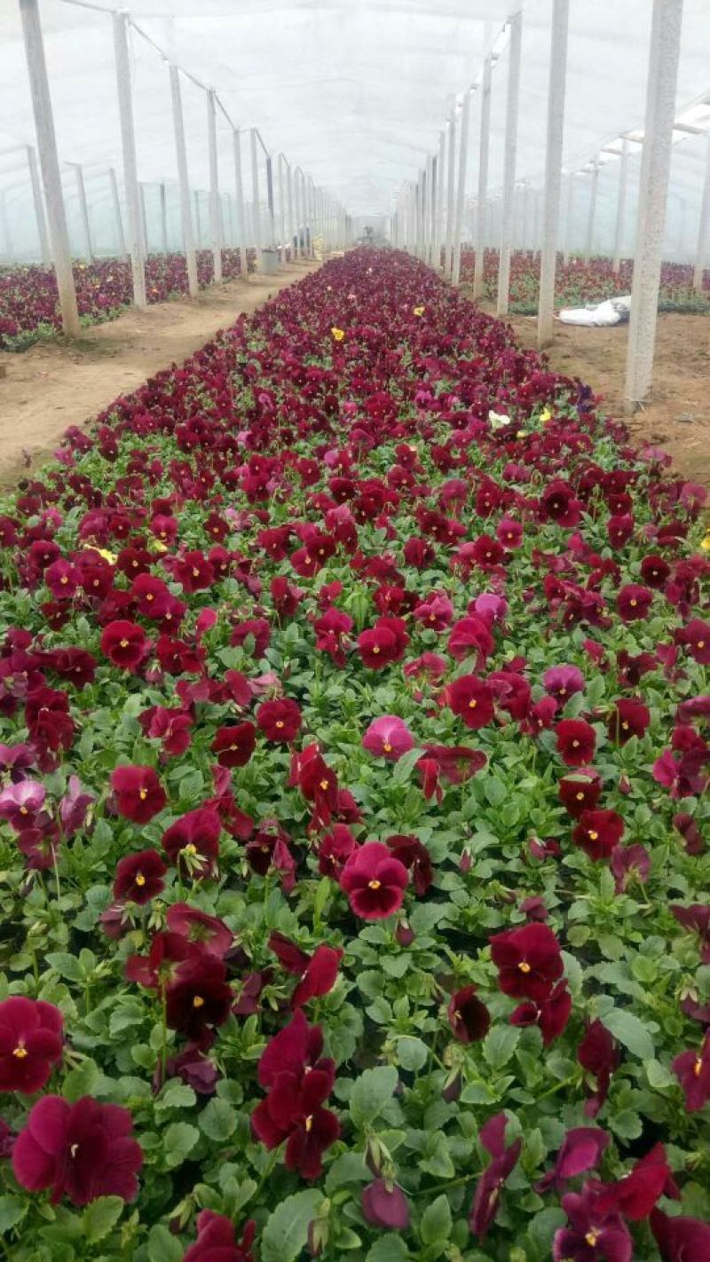 夏堇种苗品质好价格优诚信合作价格美丽欢迎来电