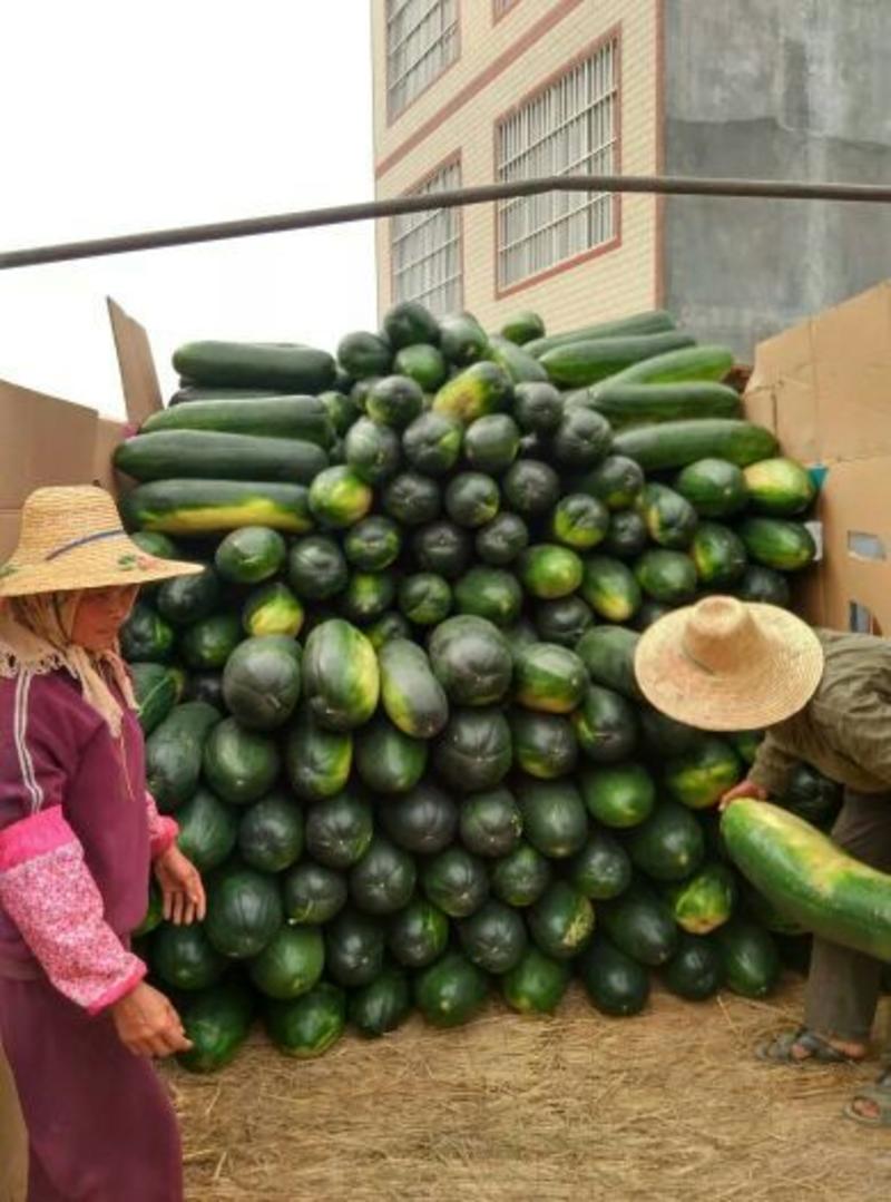 广西南宁黑皮冬瓜15斤以上鲜货，产地直销，货源充足。