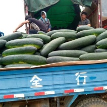 广西南宁黑皮冬瓜15斤以上鲜货，产地直销，货源充足。