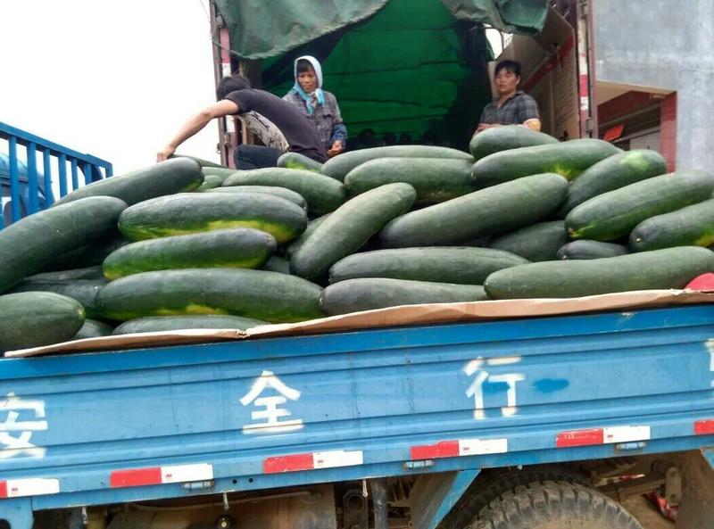 广西南宁黑皮冬瓜15斤以上鲜货，产地直销，货源充足。