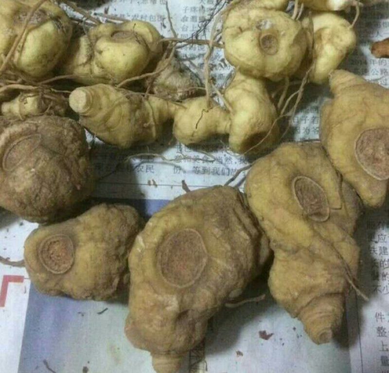 黄精选个