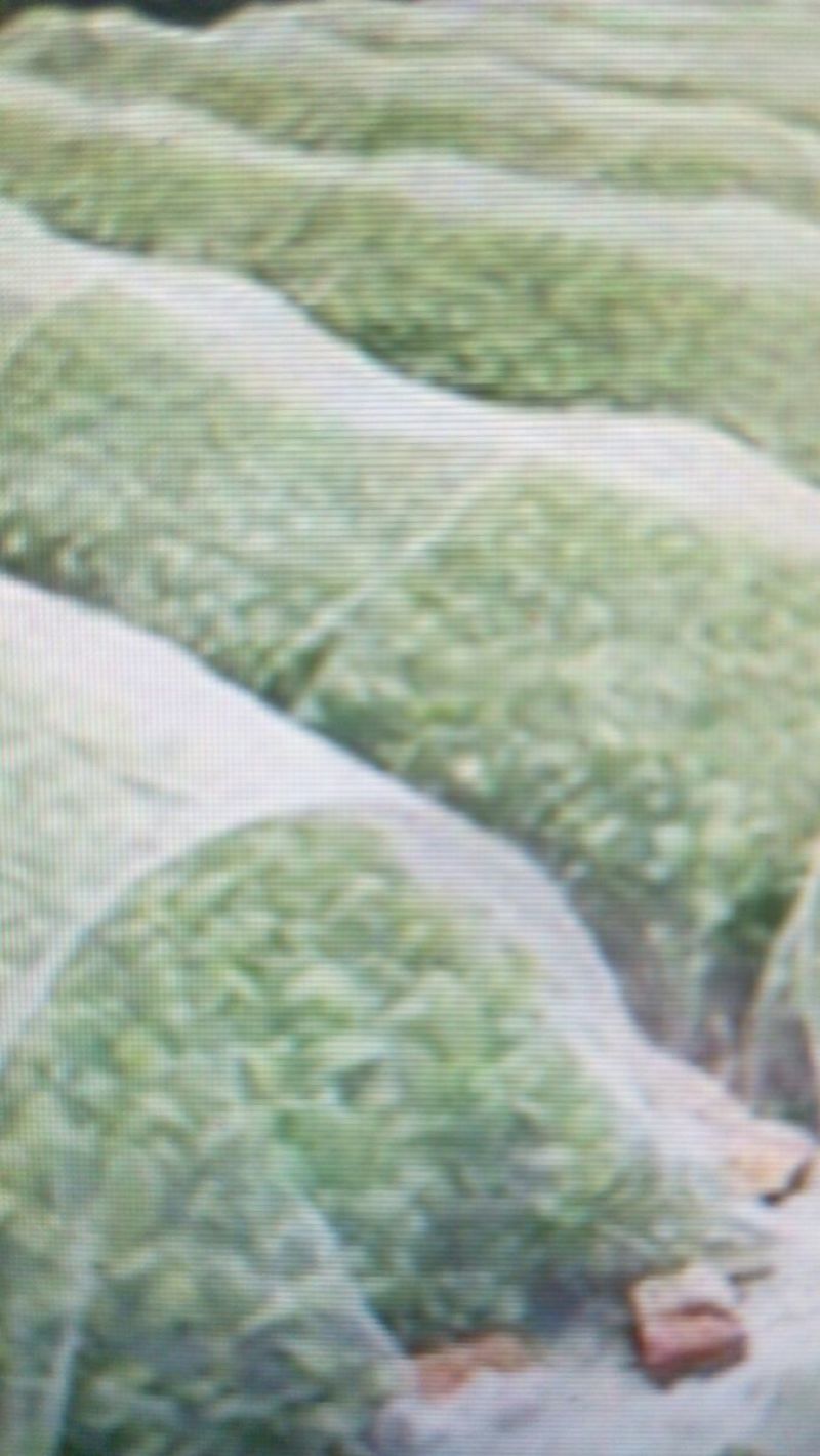防虫网