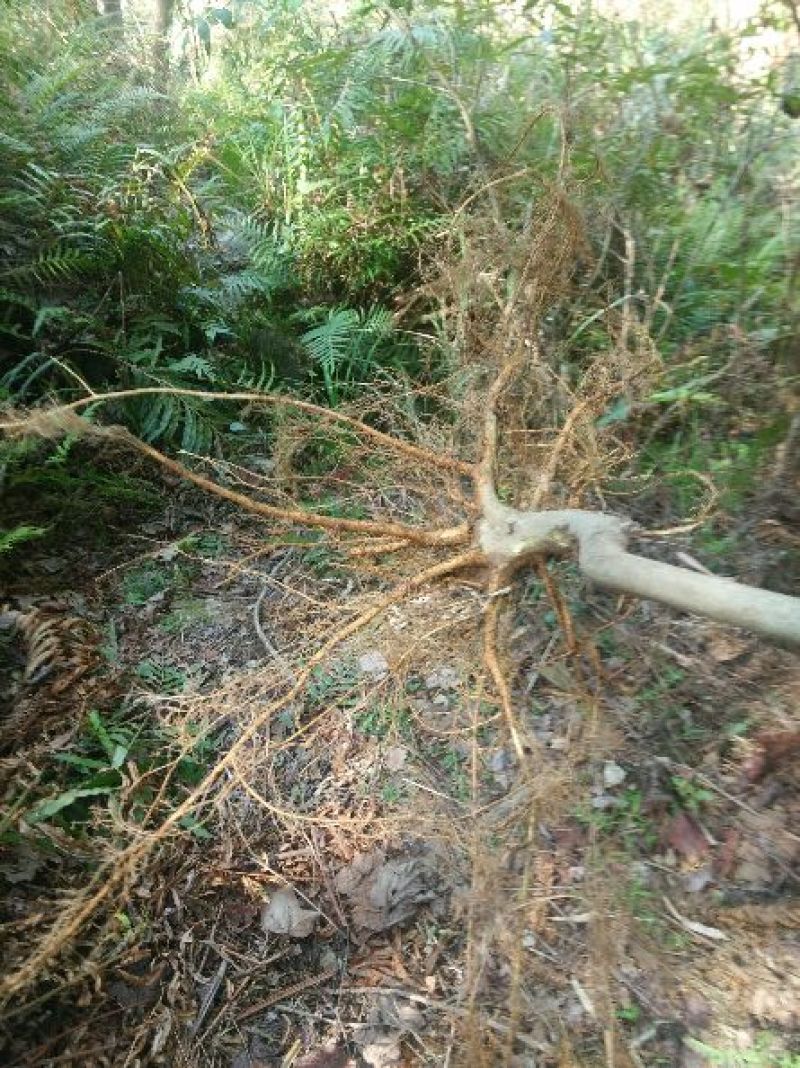 牛奶根