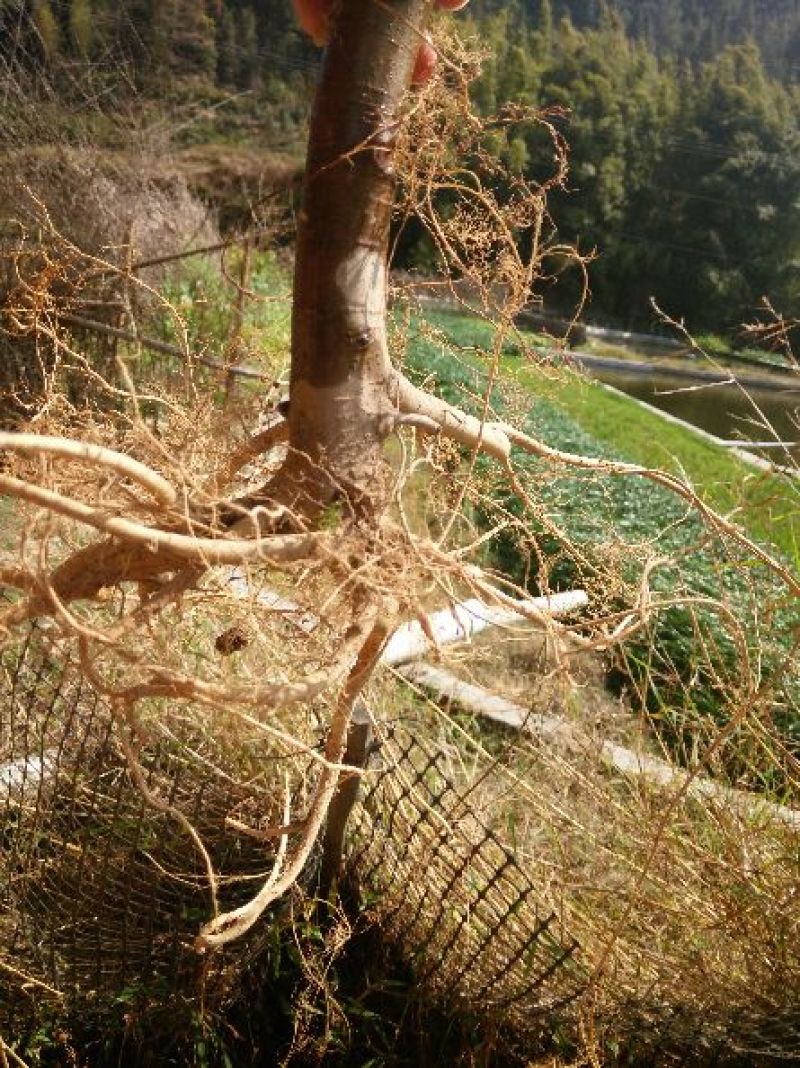 牛奶根