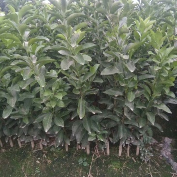 椪柑苗，芦柑苗，两年苗老品种化渣好，糖度高（零售。批发）