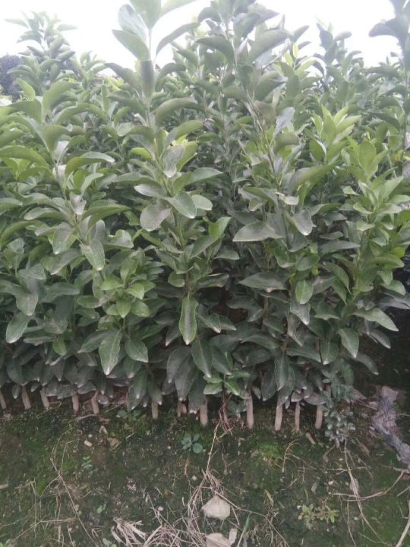 椪柑苗，芦柑苗，两年苗老品种化渣好，糖度高（零售。批发）