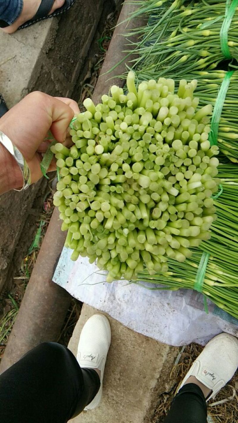 蒜薹通货50~60cm