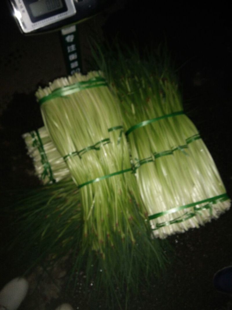 蒜薹通货50~60cm
