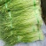 蒜薹通货50~60cm