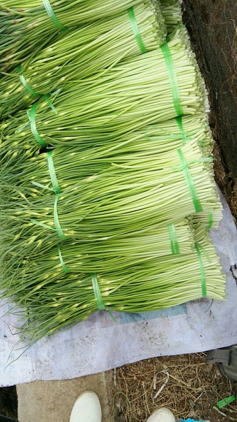 蒜薹通货50~60cm