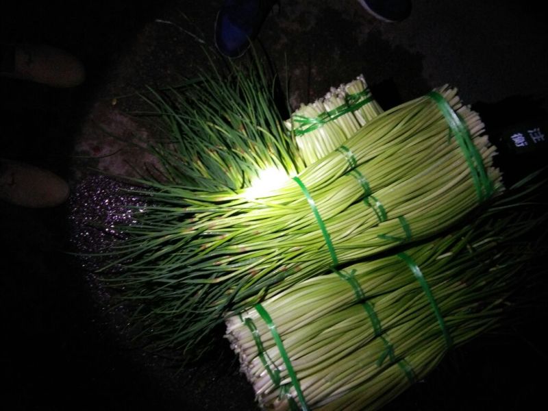 蒜薹通货50~60cm