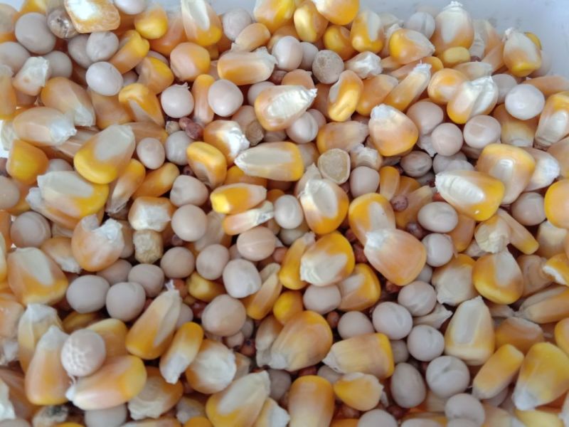 鸽子蛋食用