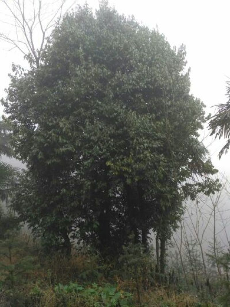 香叶10cm以下