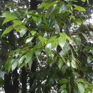 香叶10cm以下