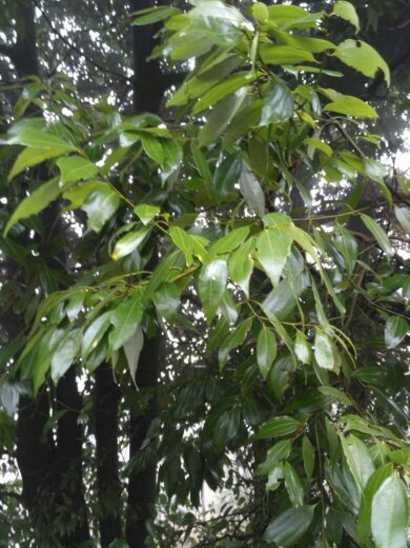 香叶10cm以下