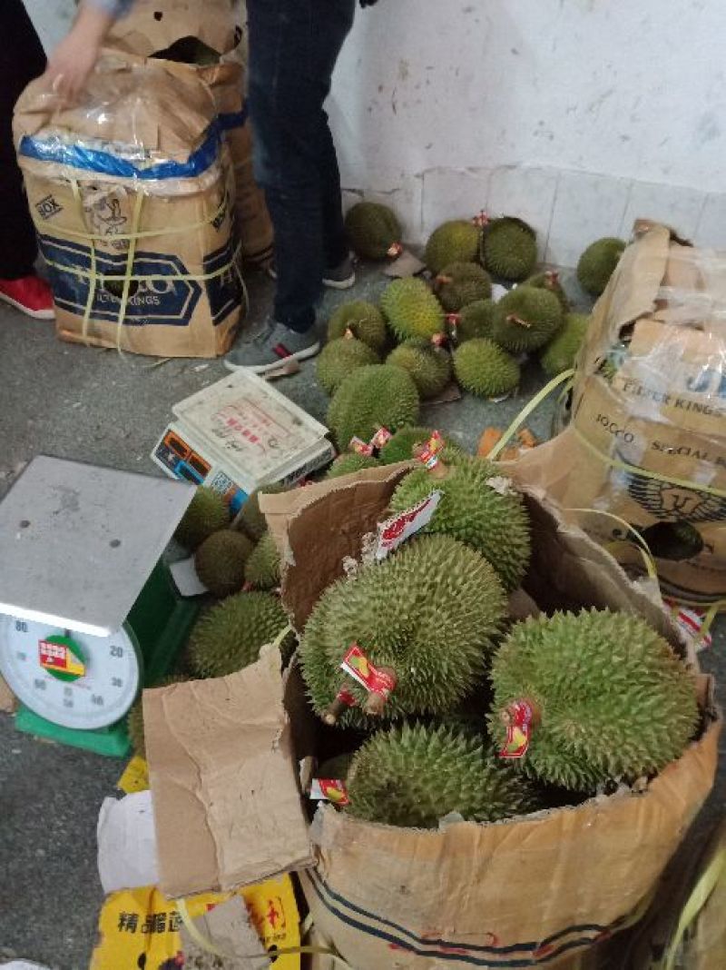 金枕榴莲一级果果园一手货源现摘现发，价格优惠质量保证