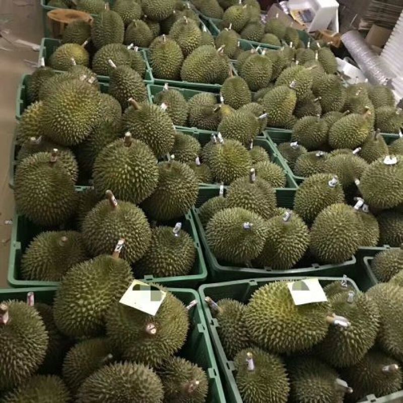 金枕榴莲一级果果园一手货源现摘现发，价格优惠质量保证