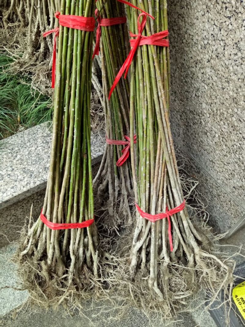 梅花树1~1.5m