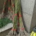梅花树1~1.5m