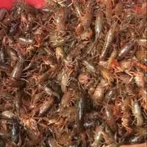 克氏原螯虾小龙虾主养4-6钱（20-30克）虾苗活虾