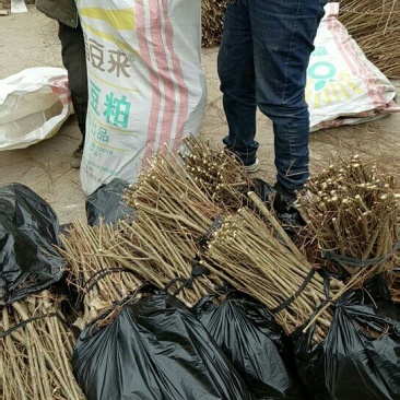金叶榆树苗10cm以下