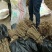 金叶榆树苗10cm以下