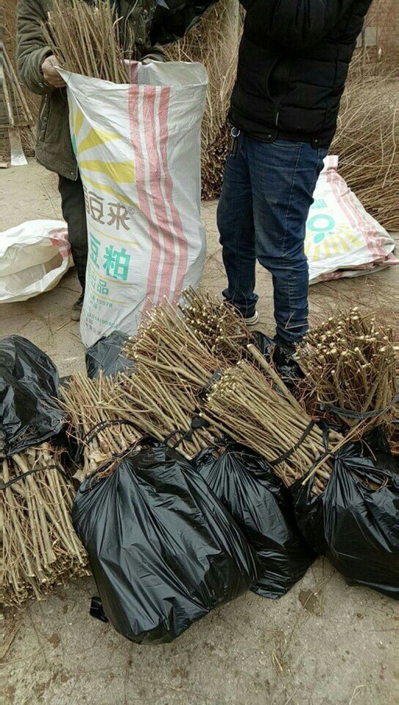 金叶榆树苗10cm以下