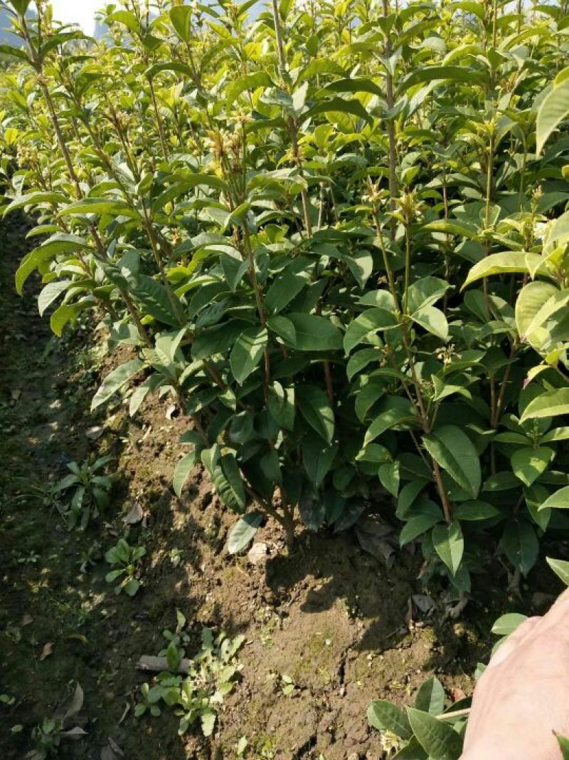 四季桂苗40~50cm