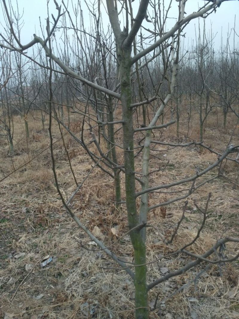 梨树8~10cm2.5~3米
