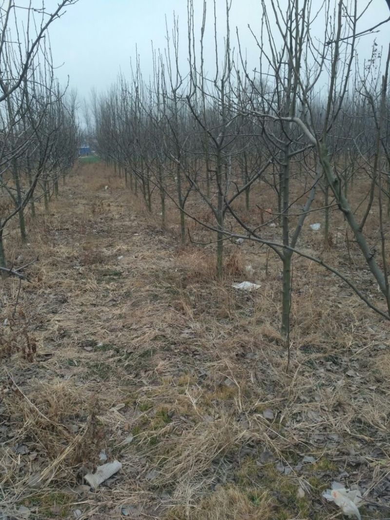 梨树8~10cm2.5~3米