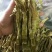 水煮笋干咸笋干