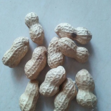 鲁花系列干货带壳