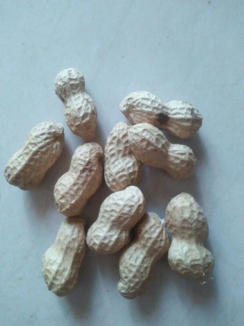 鲁花系列干货带壳