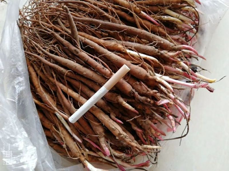 赤芍苗全部现挖鲜苗保证新鲜度发货111