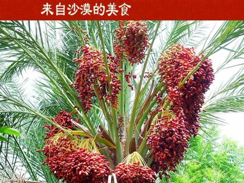 椰枣黑椰枣椰枣中的佼