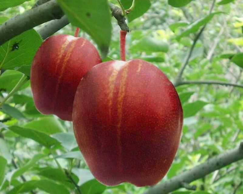 梨树8~10cm2.5~3米