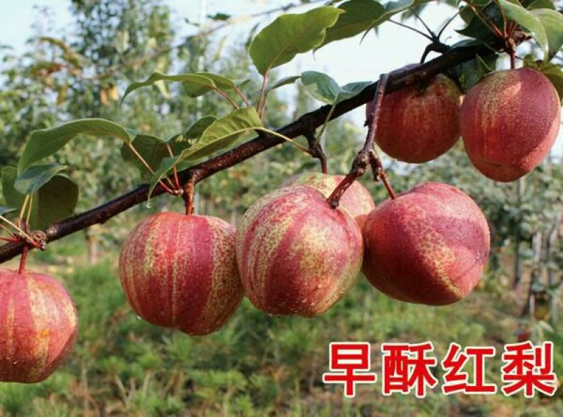 梨树8~10cm2.5~3米