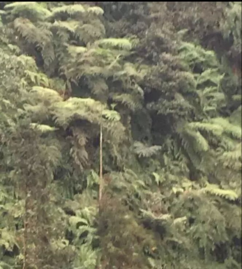 狗脊