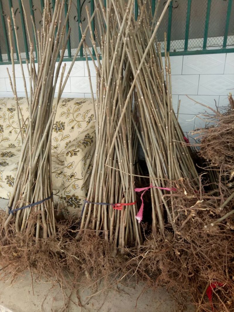 香椿苗大棚40~50cm